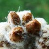 Copiapoa_ hypogaea _ssp.laui FK439 _17
